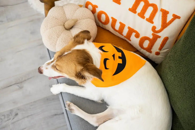 Halloween Pumpkin Bandana for your Pet M/L