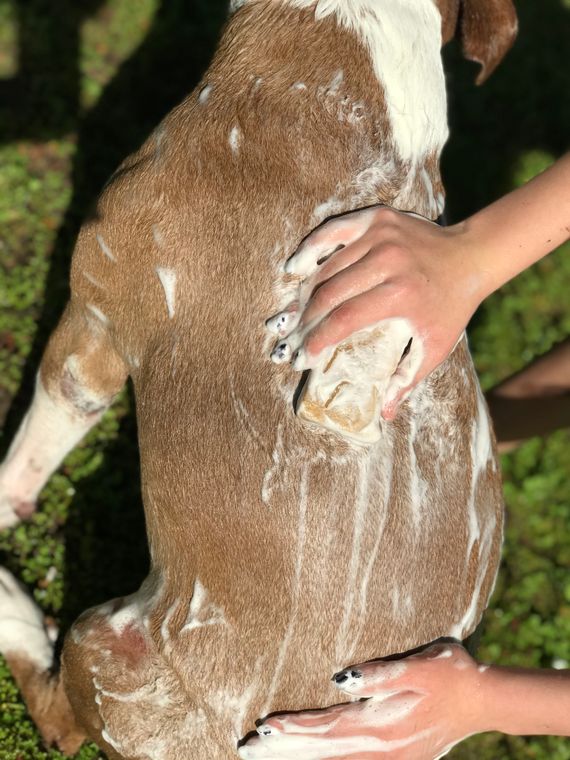 Happy Dog Goat Milk Soap